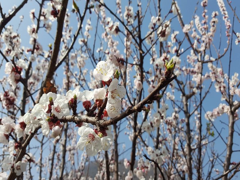 Fioritura di primavera