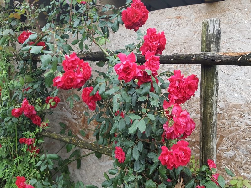 Le rose del Brugo