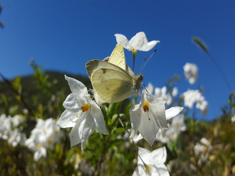 natura